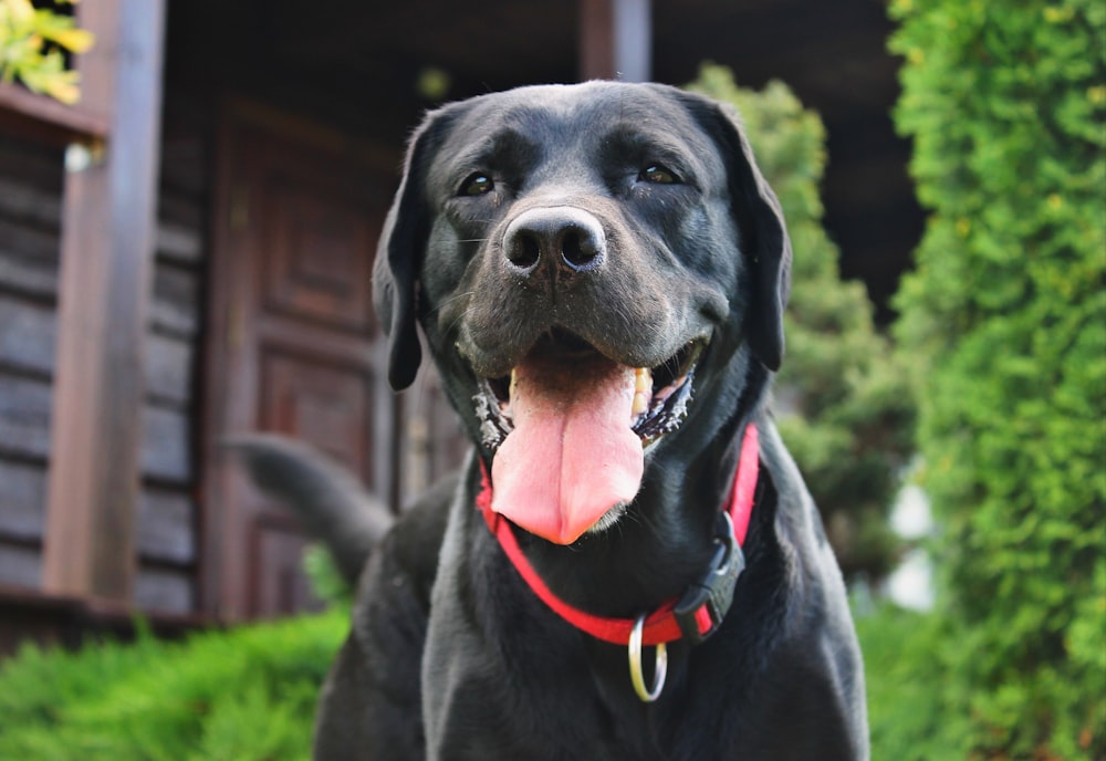 black labrador retriever on green grass field during daytime