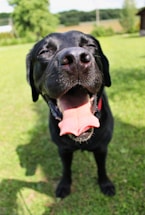 A joyful black labrador wagging its tail in a sunny park.