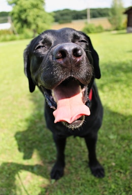 A joyful black labrador wagging its tail in a sunny park.