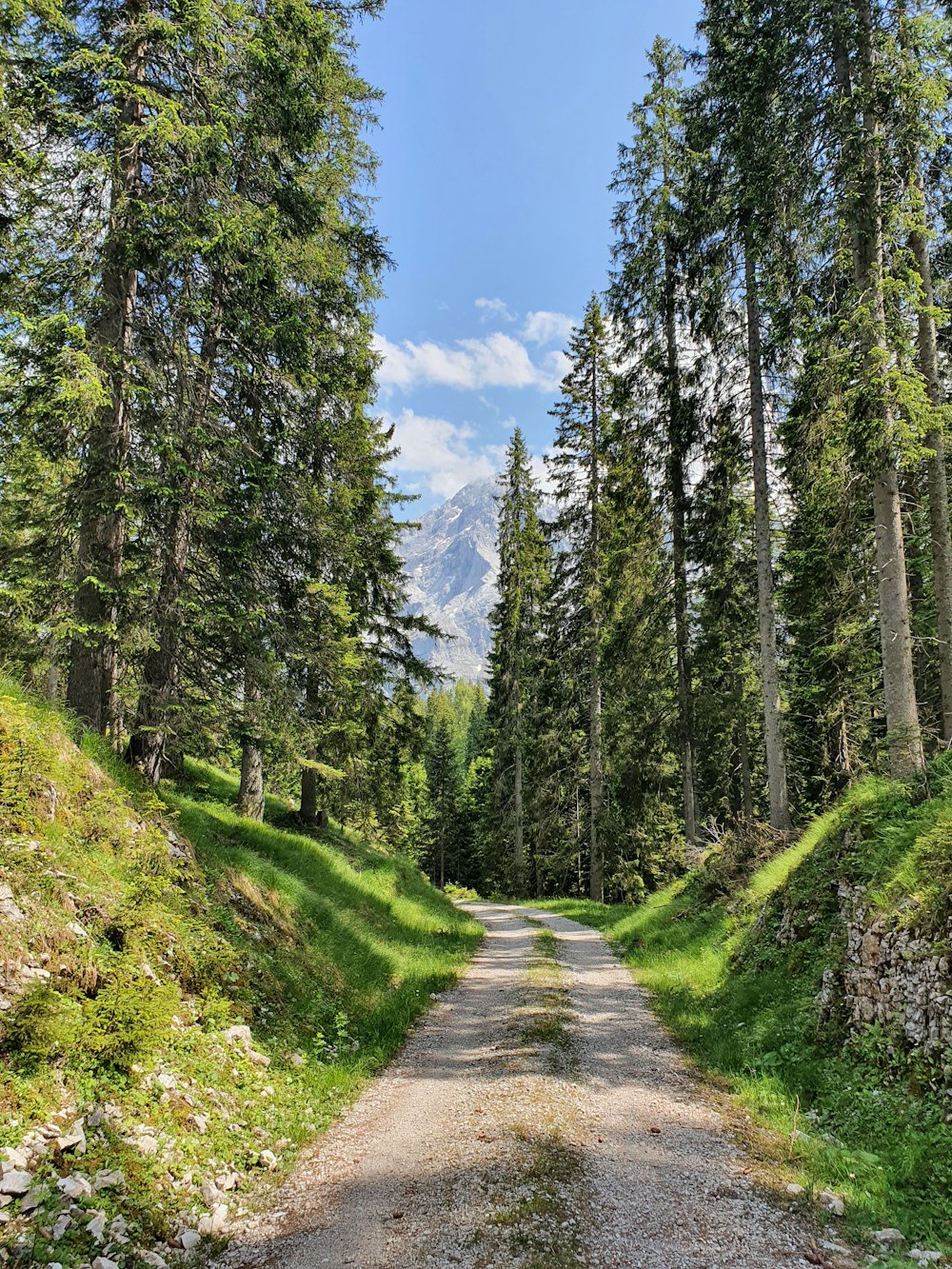 gray concrete road between green trees under blue sky during daytime