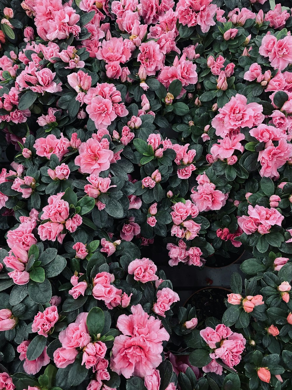 pink flowers with green leaves