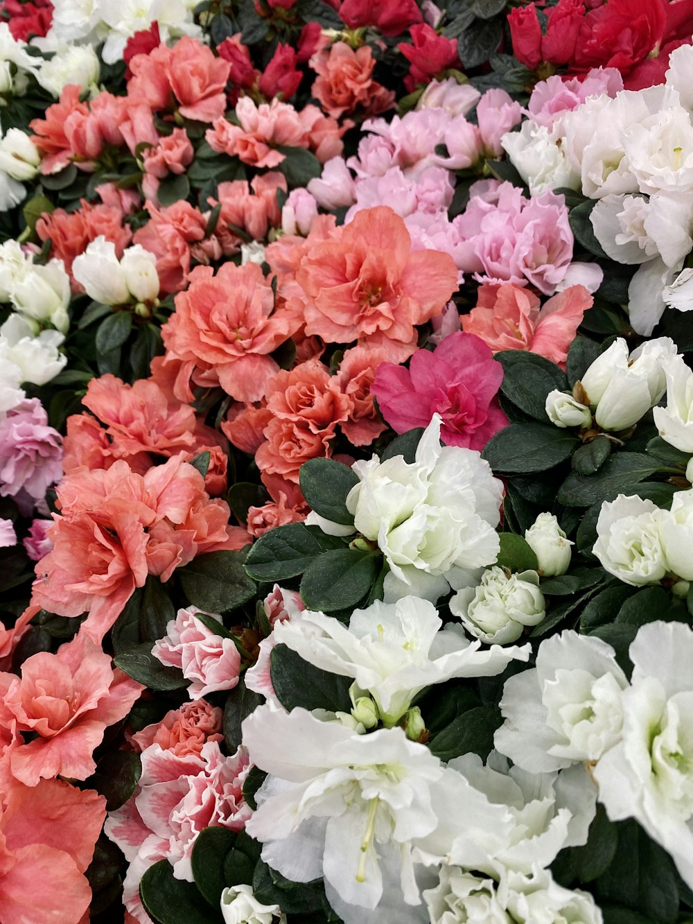 white and pink flowers with green leaves