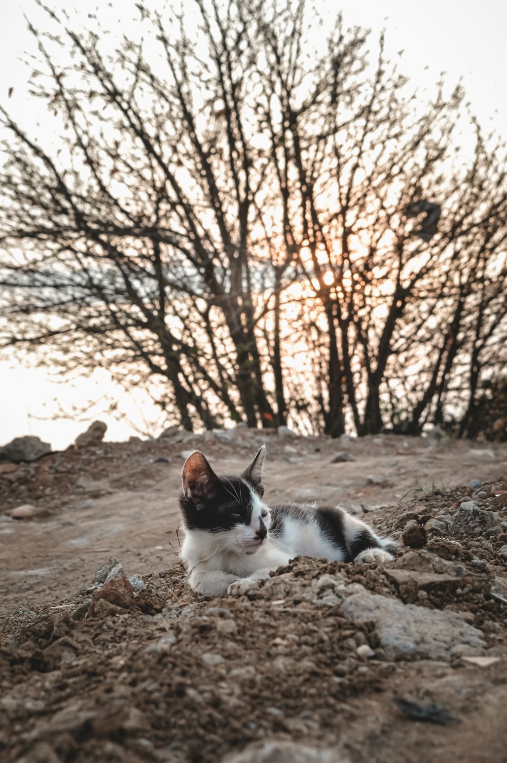 white and black cat on brown soil during daytime