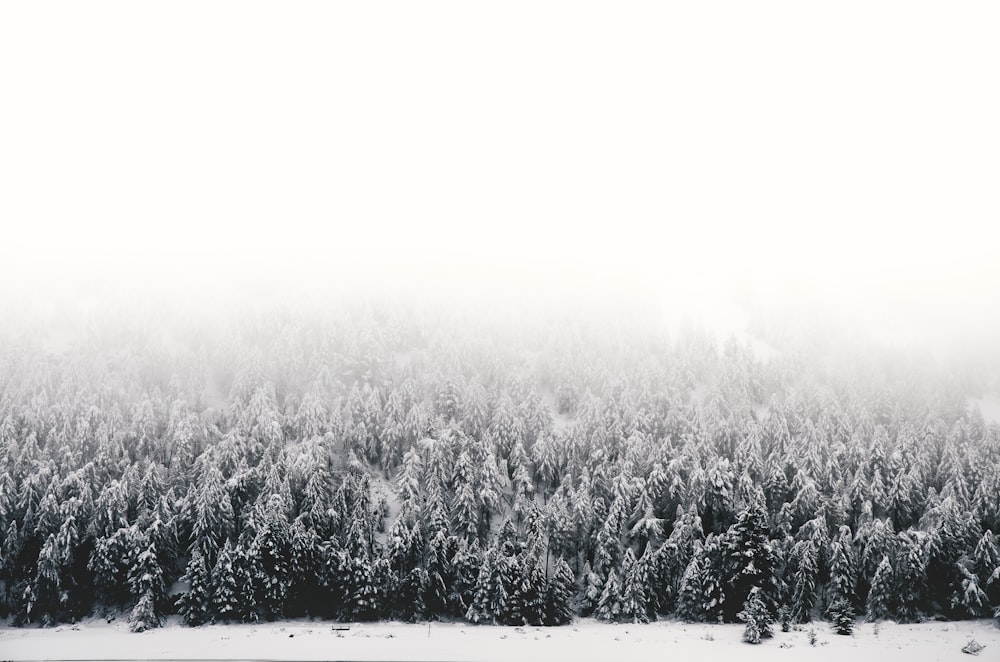 white and black trees covered with snow