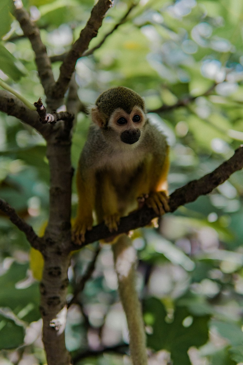 macaco marrom no galho marrom da árvore durante o dia