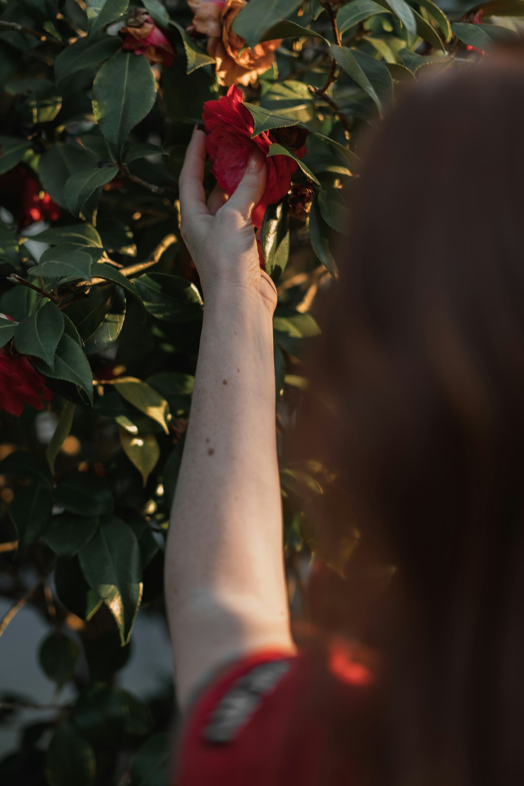 person holding red rose in close up photography