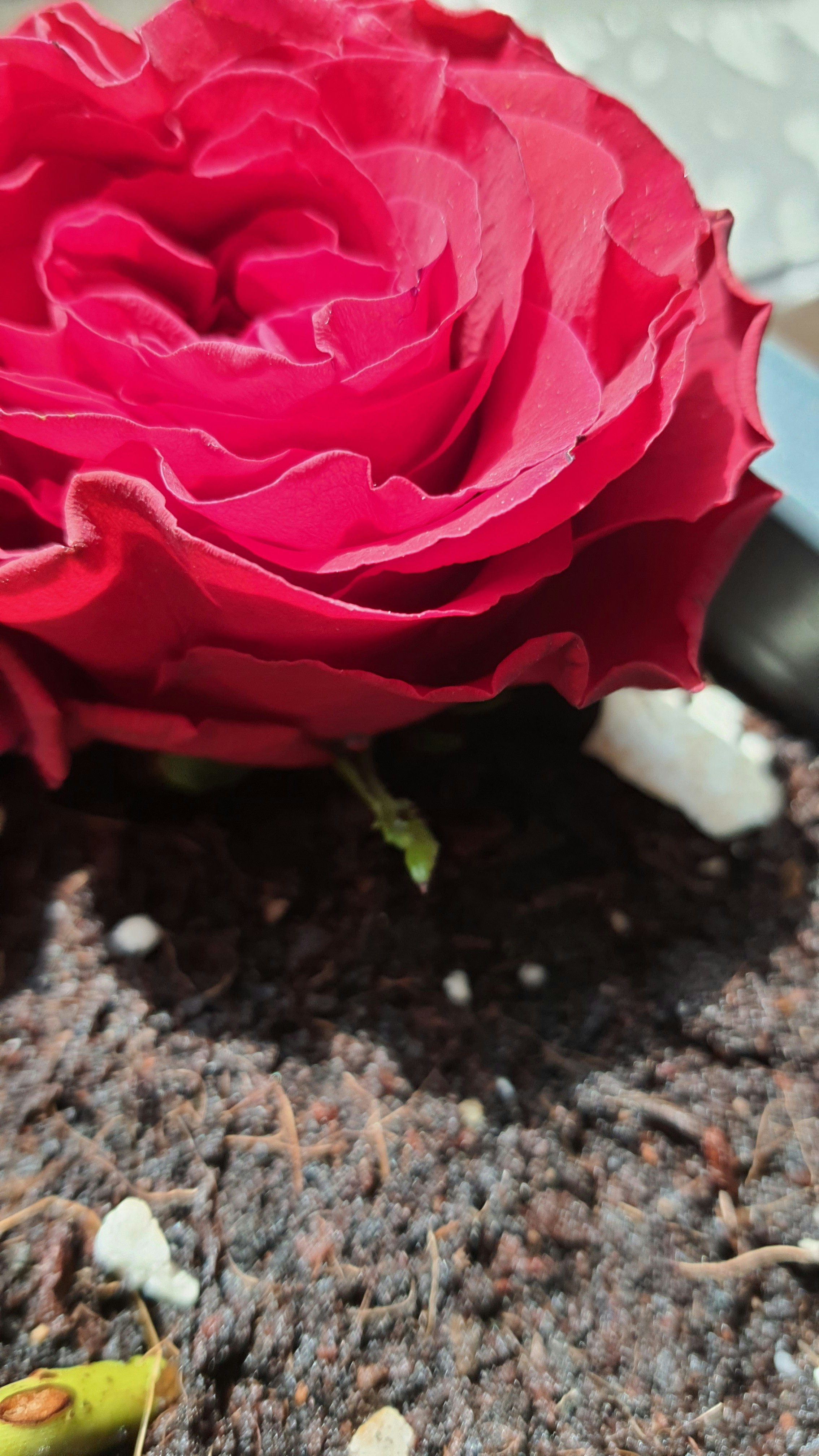 Rose Boost Fertilizer