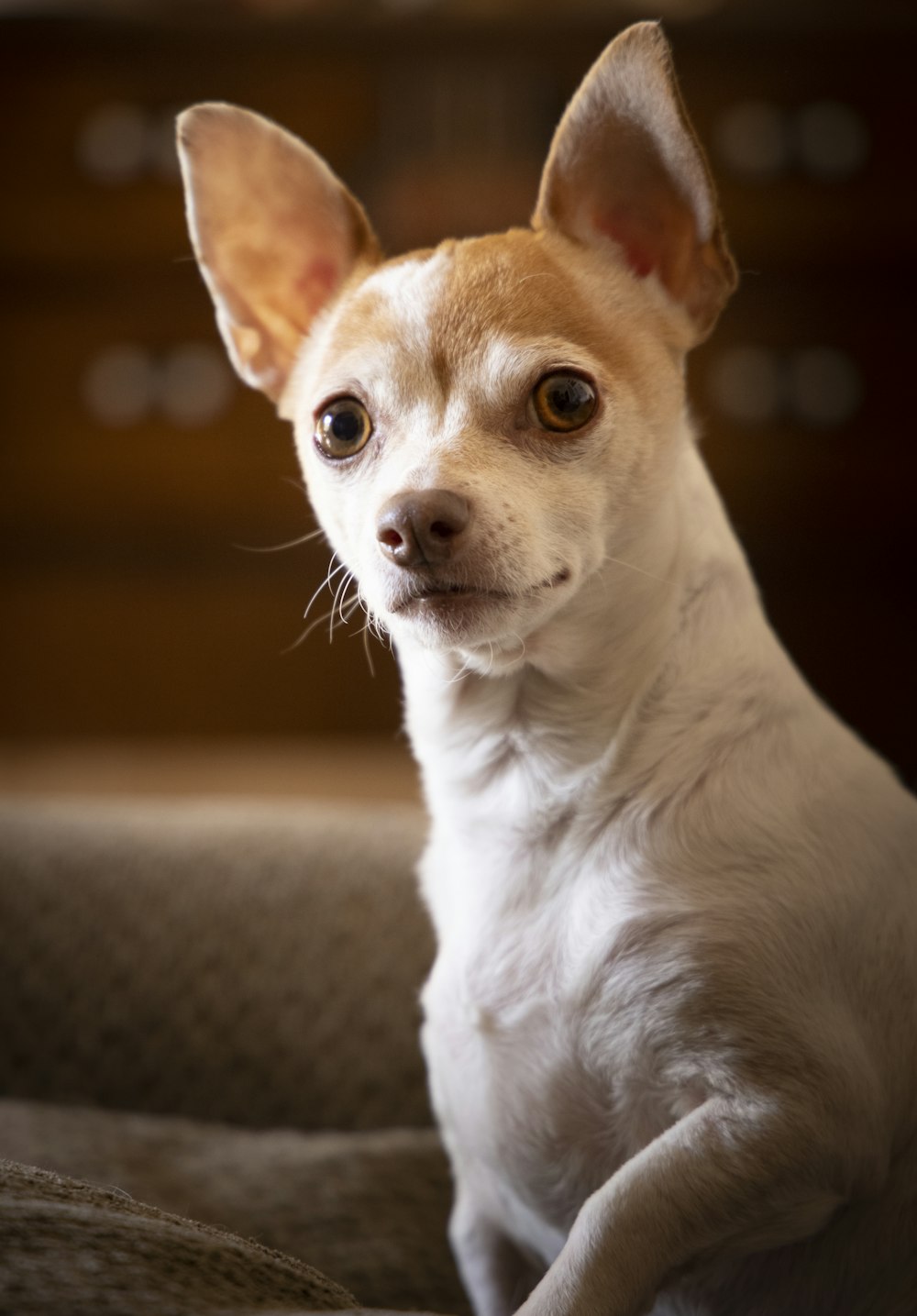 Cachorro mezcla de chihuahua blanco y marrón