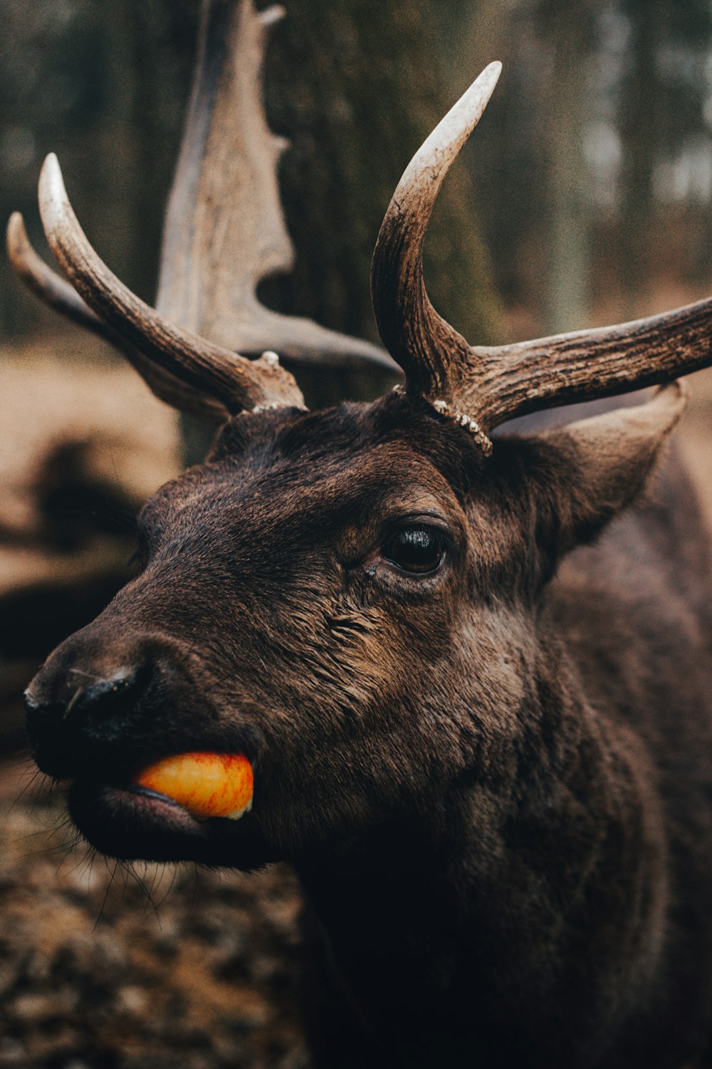 brown deer in close up photography