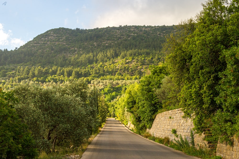 gray concrete road between green trees under blue sky during daytime