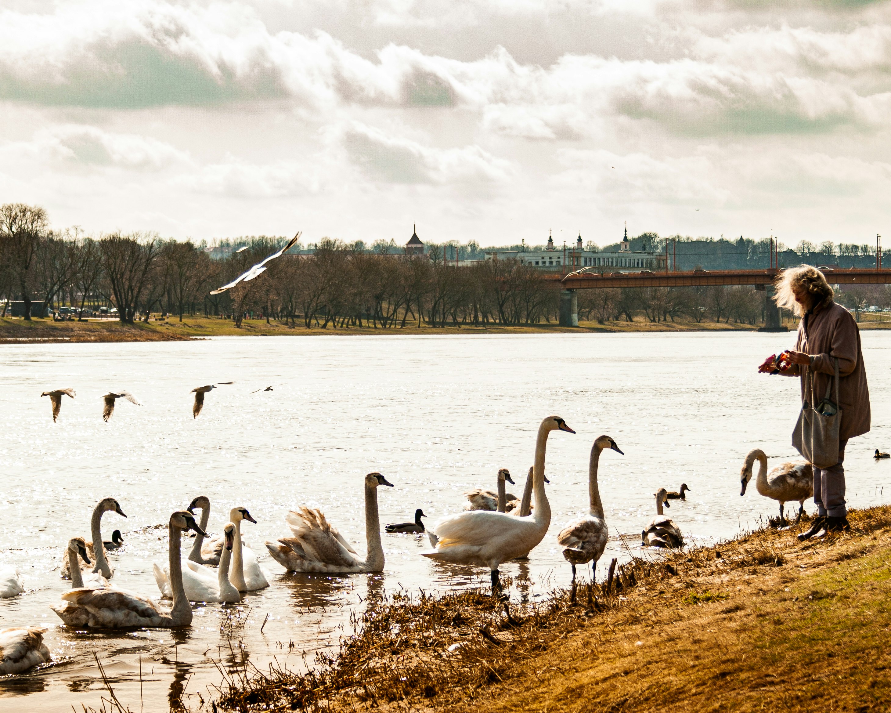 flock of geese on water under cloudy sky during daytime