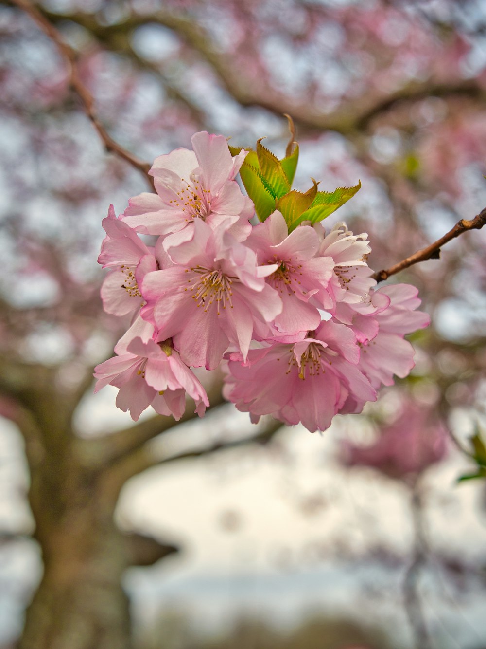 pink cherry blossom in close up photography