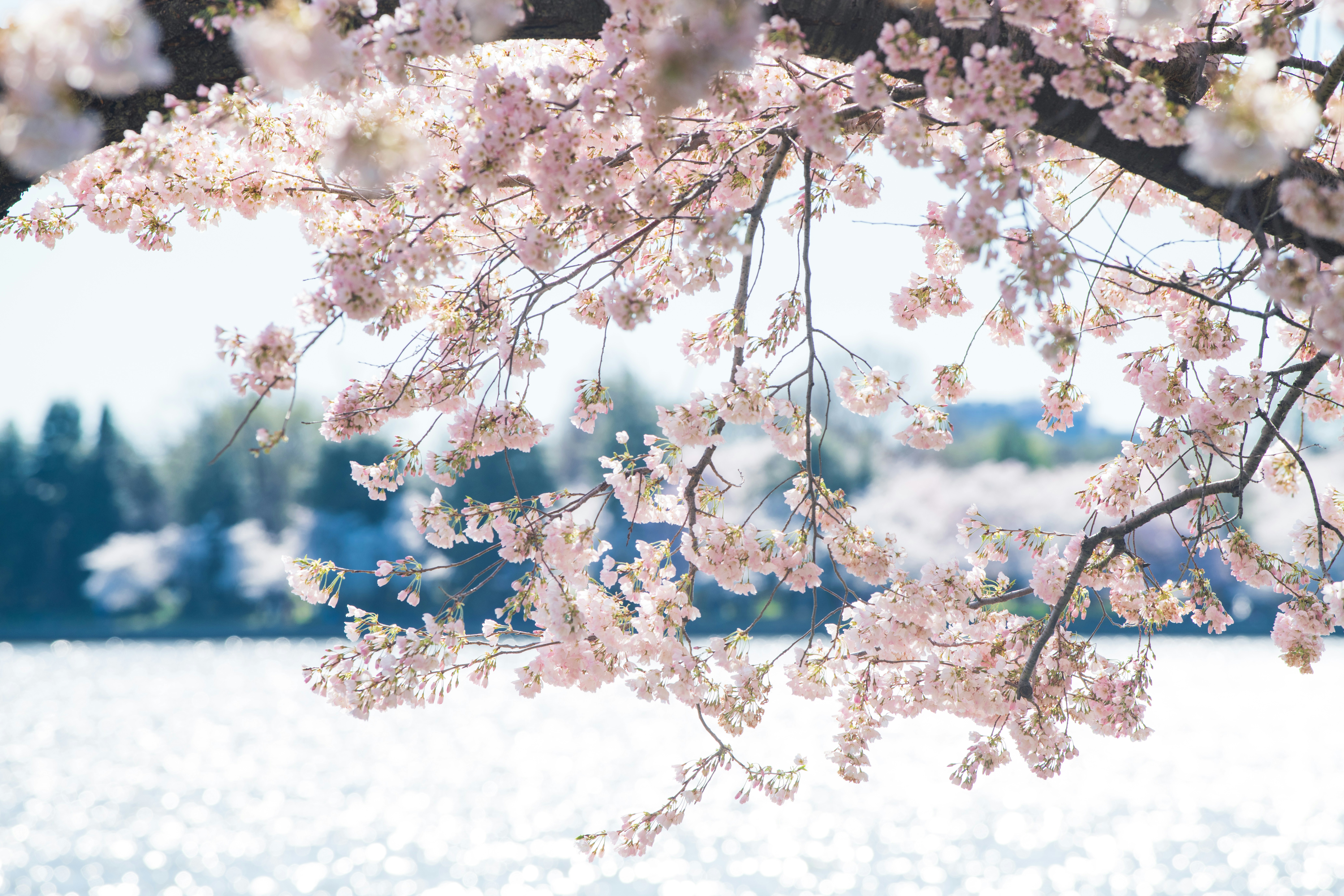 Photo by sriniunsplash