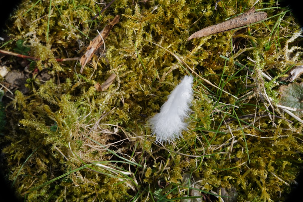 white feather on green grass