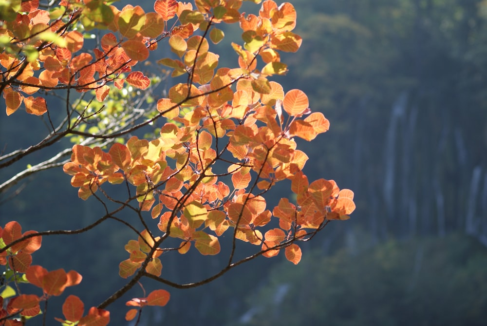 yellow leaves on tree branch