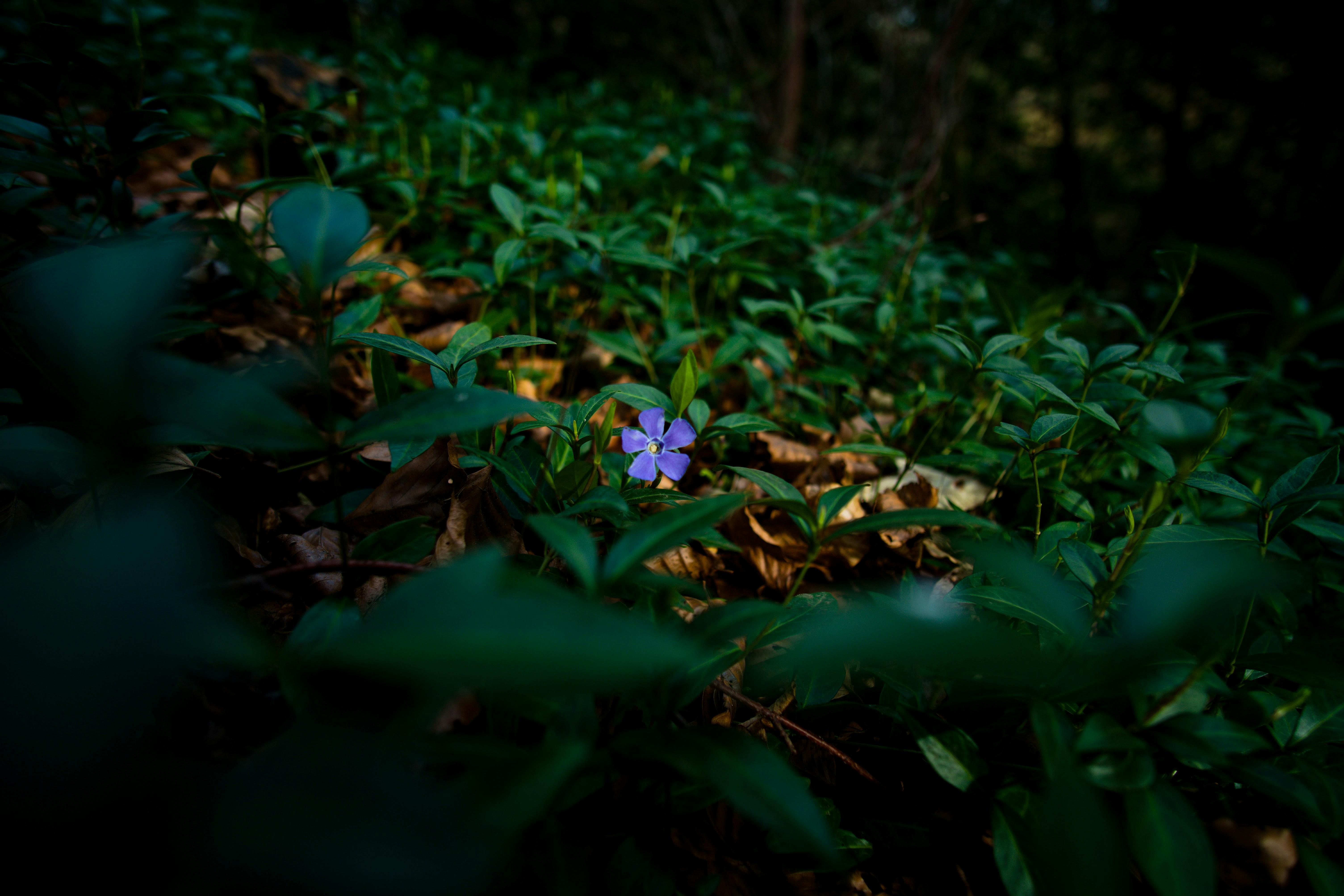 purple flower on green grass