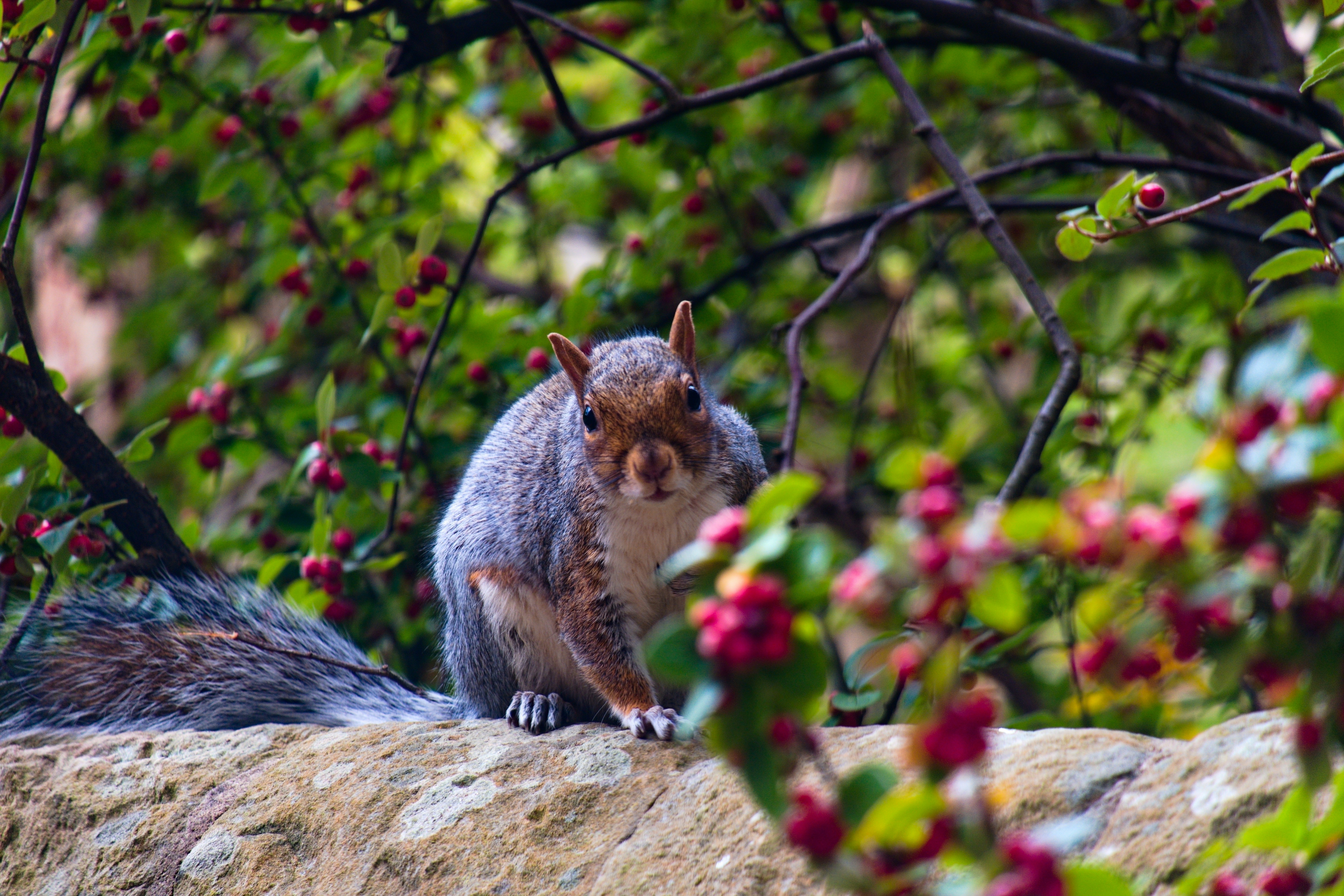 brown squirrel on brown tree branch during daytime