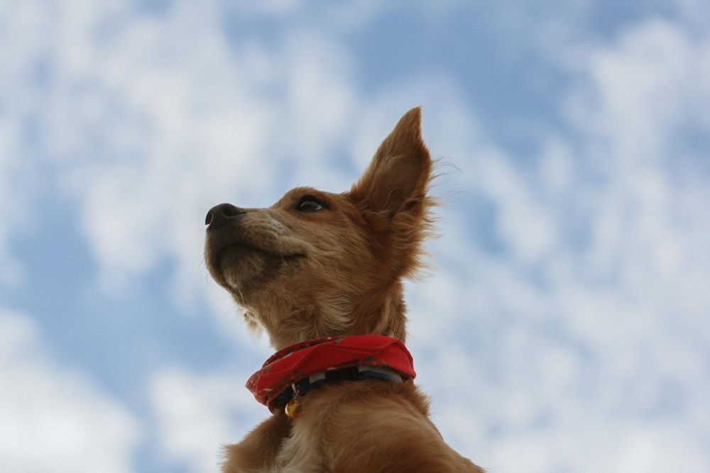 brown short coated dog with red collar