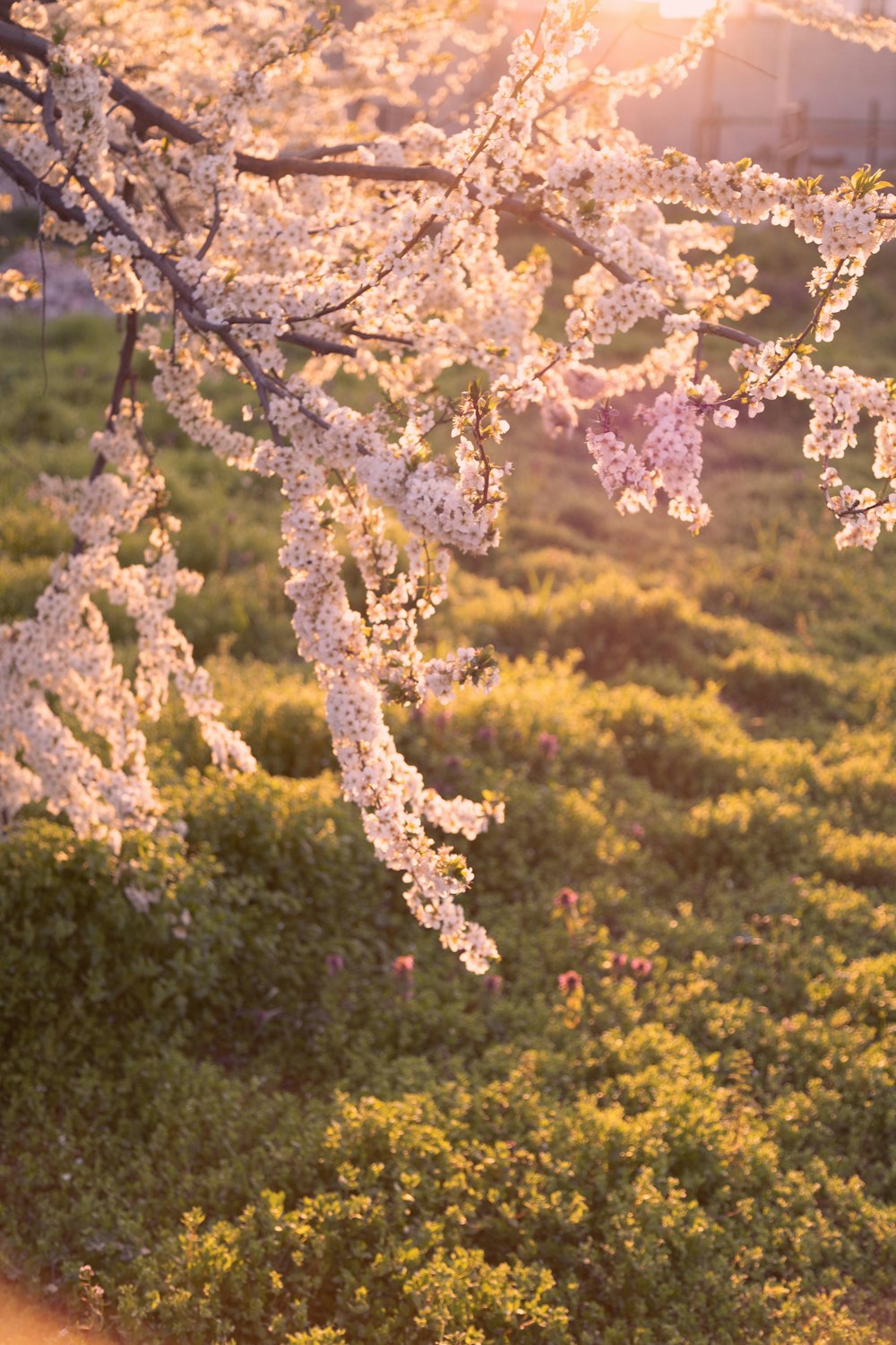 white cherry blossom tree during daytime