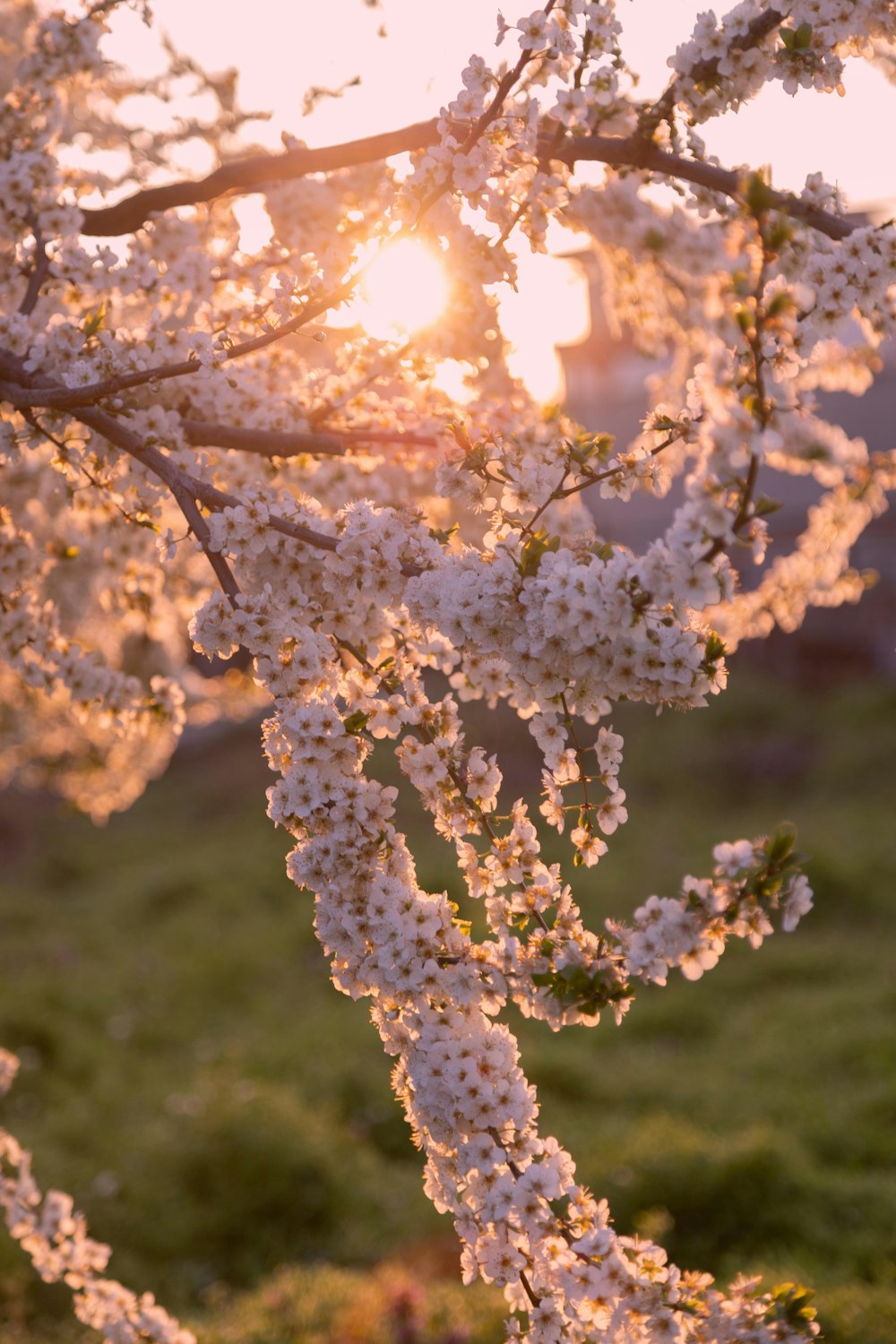 weiße Kirschblüte tagsüber