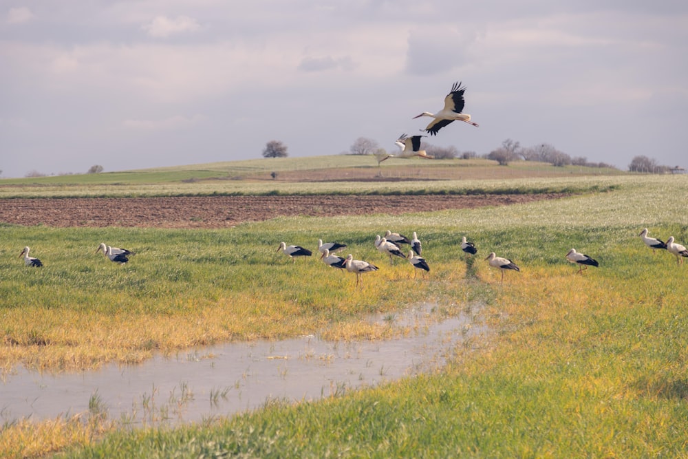 white and black bird flying over green grass field during daytime