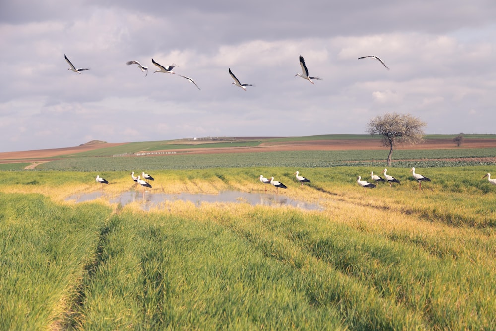 birds flying over green grass field during daytime