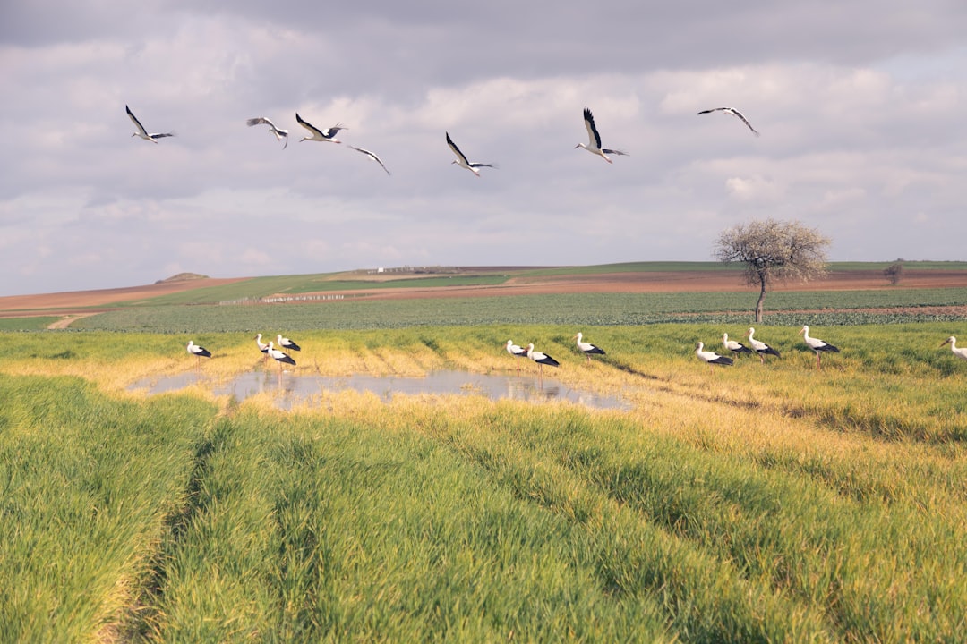  birds flying over green grass field during daytime stork
