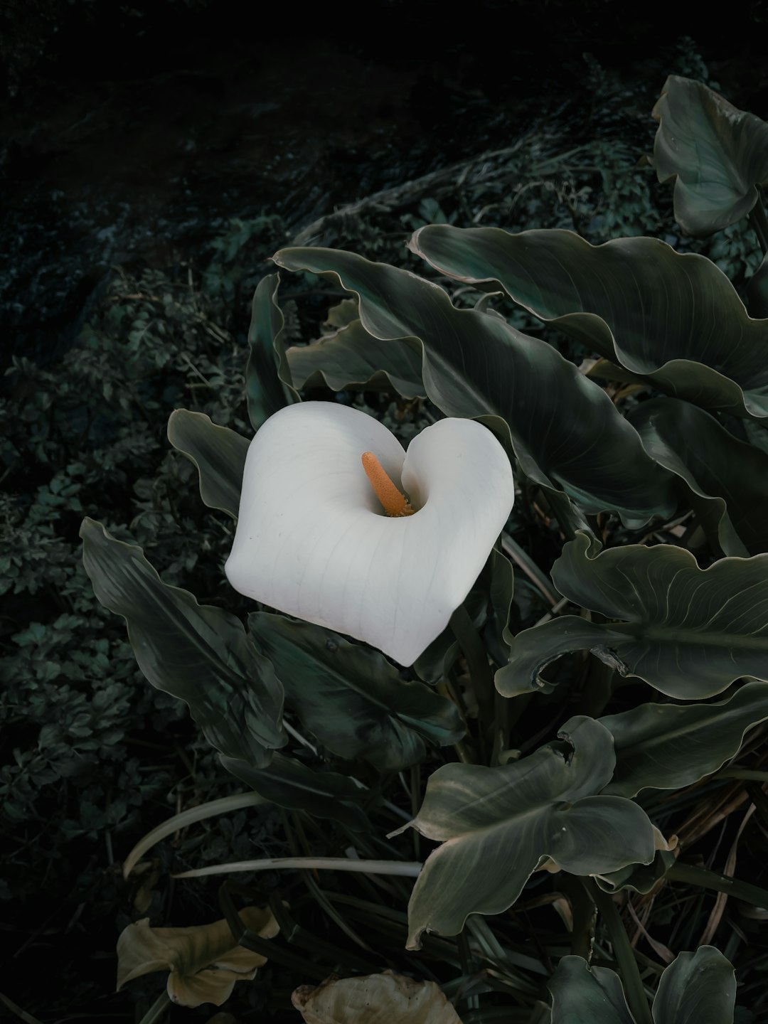 white swan on green leaves