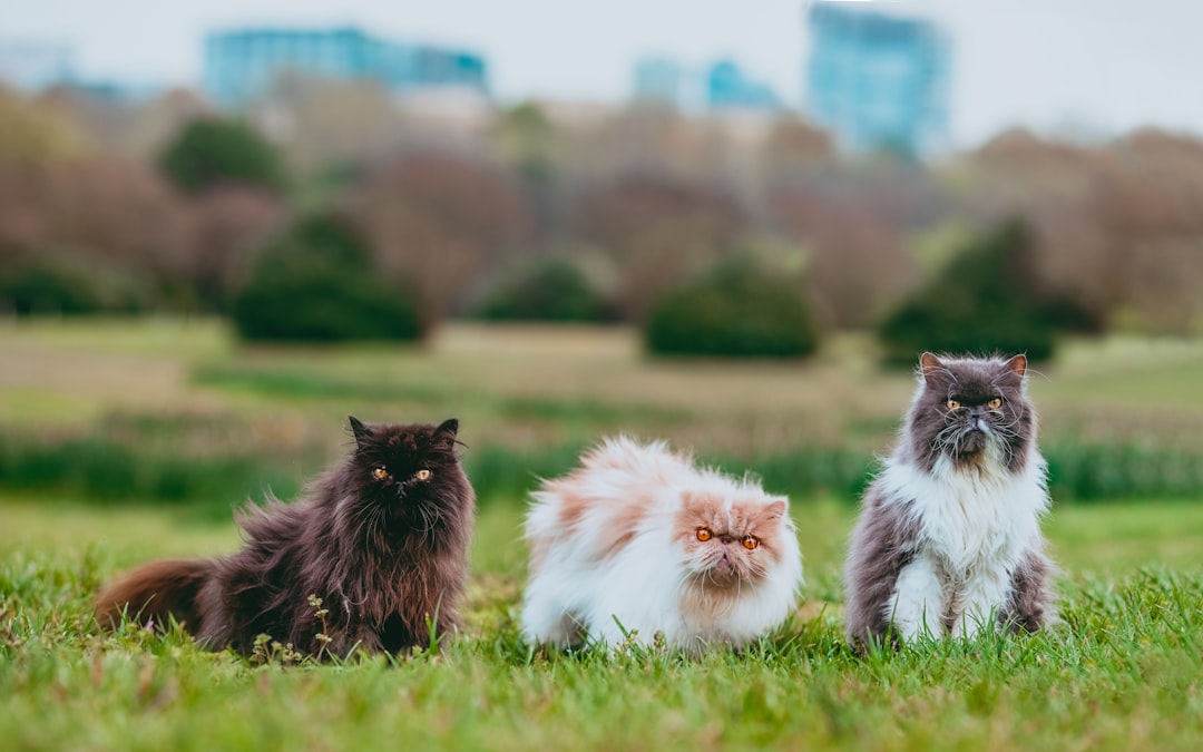 white and brown long fur cat on green grass field during daytime