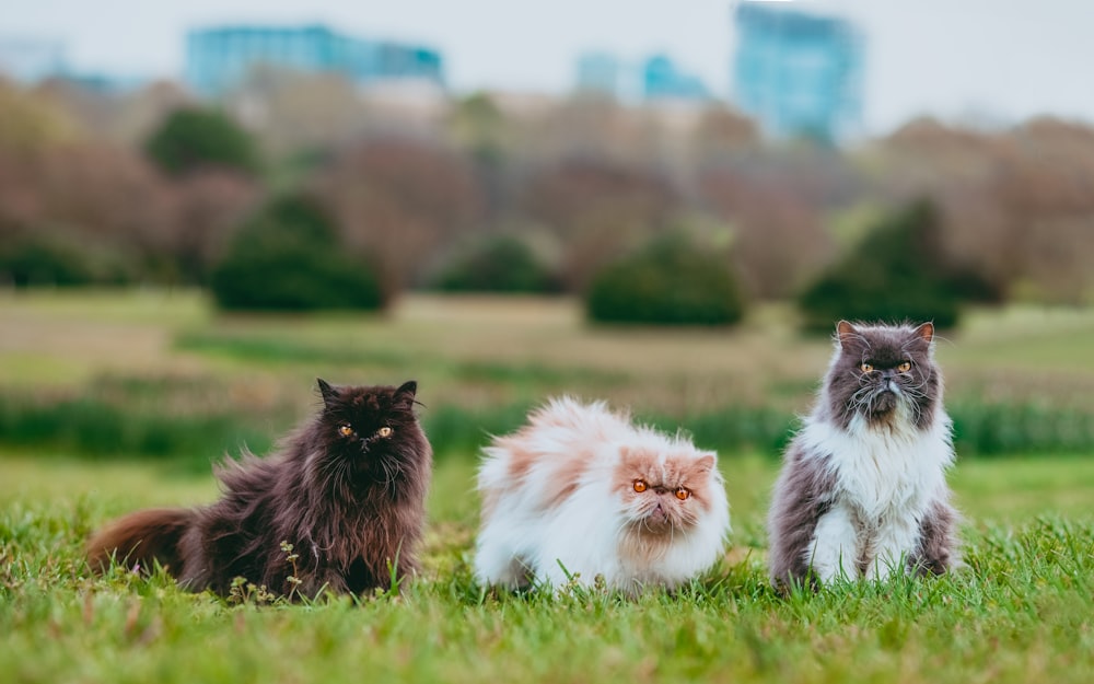 낮 동안 푸른 잔디밭에 흰색과 갈색 긴 모피 고양이