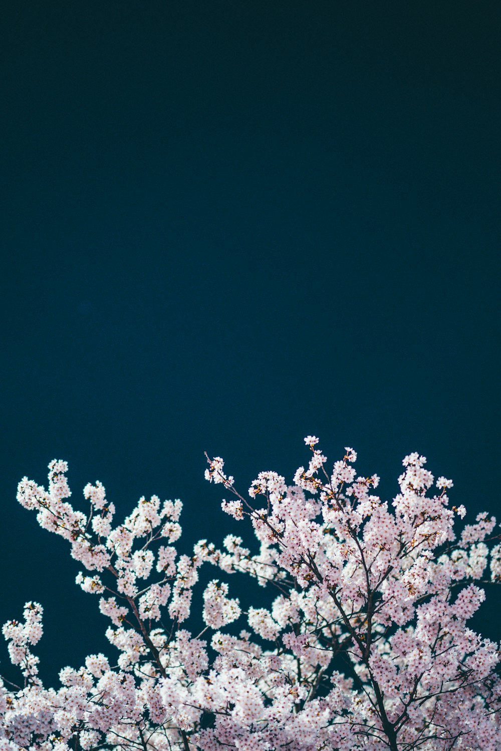 weißer Kirschblütenbaum in der Nacht
