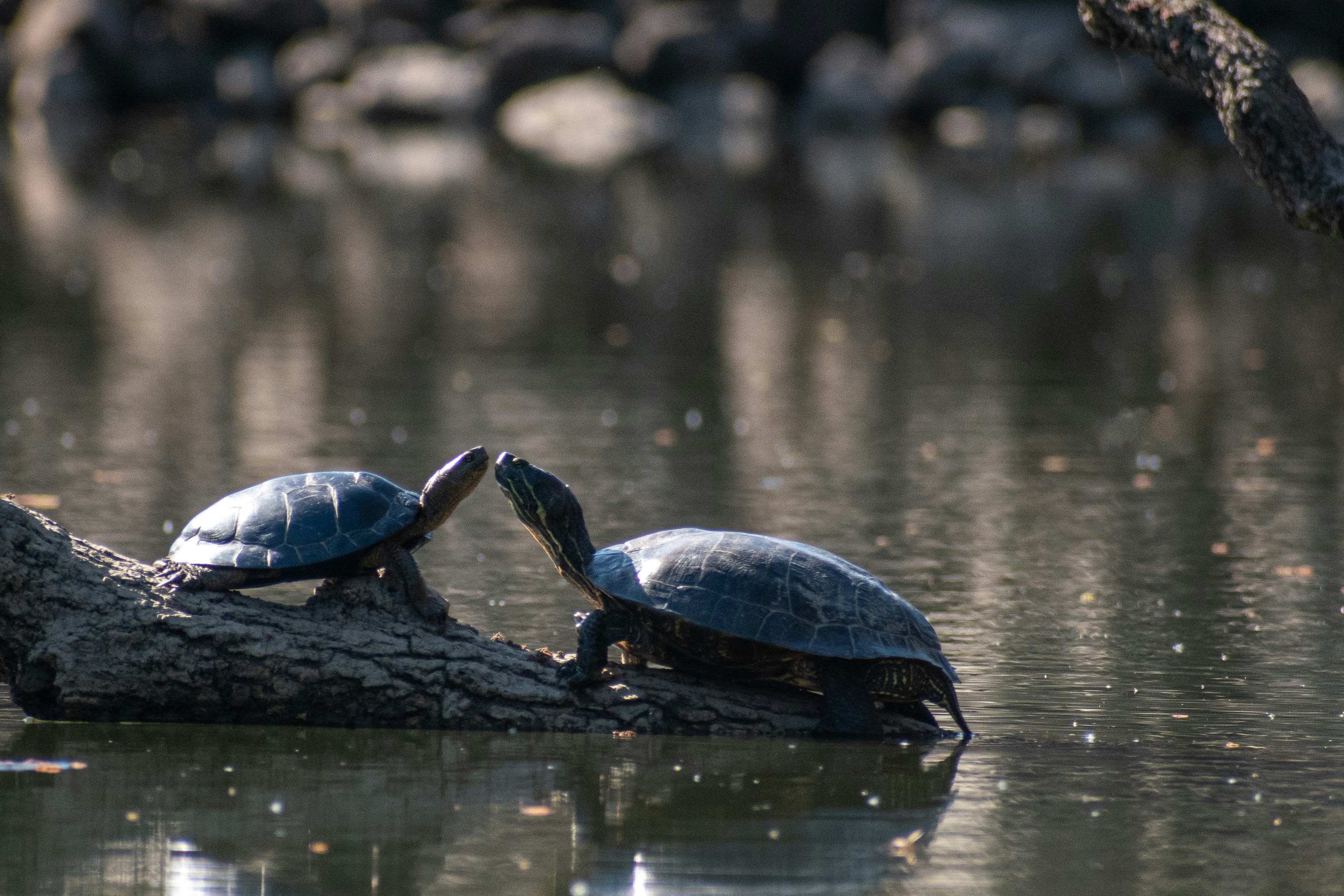 Photo by elisastonephotography