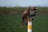 A hawk is perched on a white pole with a yellow stripe, with its sharp gaze directed to the side. The background is a blurred field in shades of green, suggesting an outdoor, natural setting.