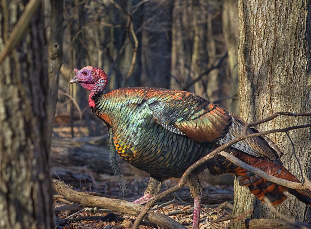 black and brown turkey standing on brown dried leaves during daytime