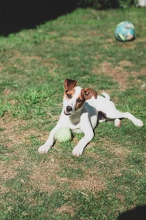 A playful Cavalier King Charles Spaniel chasing after a ball on the grass.
