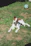 A happy dog playing in a sunny park with a colorful ball.