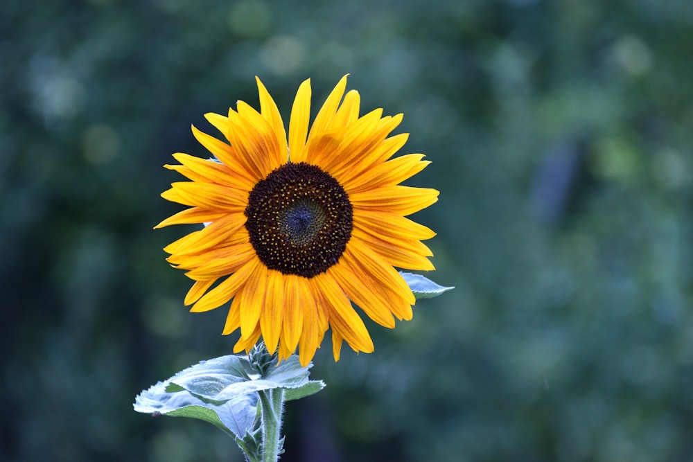 yellow sunflower in tilt shift lens