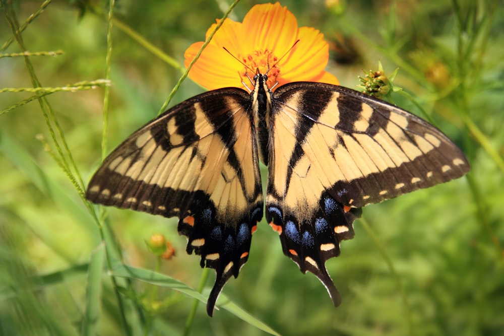 tiger swallowtail butterfly perched on yellow flower in close up photography during daytime