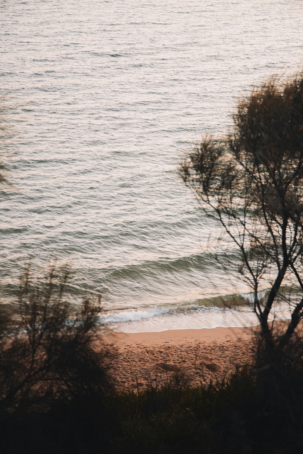 bare tree near body of water during daytime