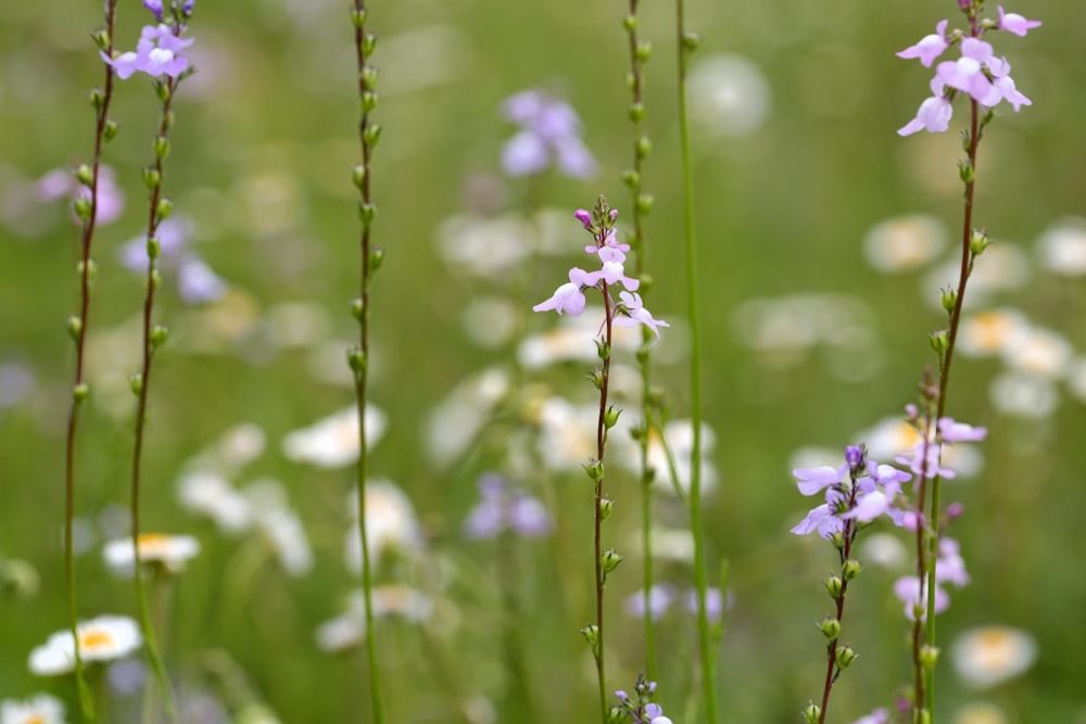 purple flower in tilt shift lens