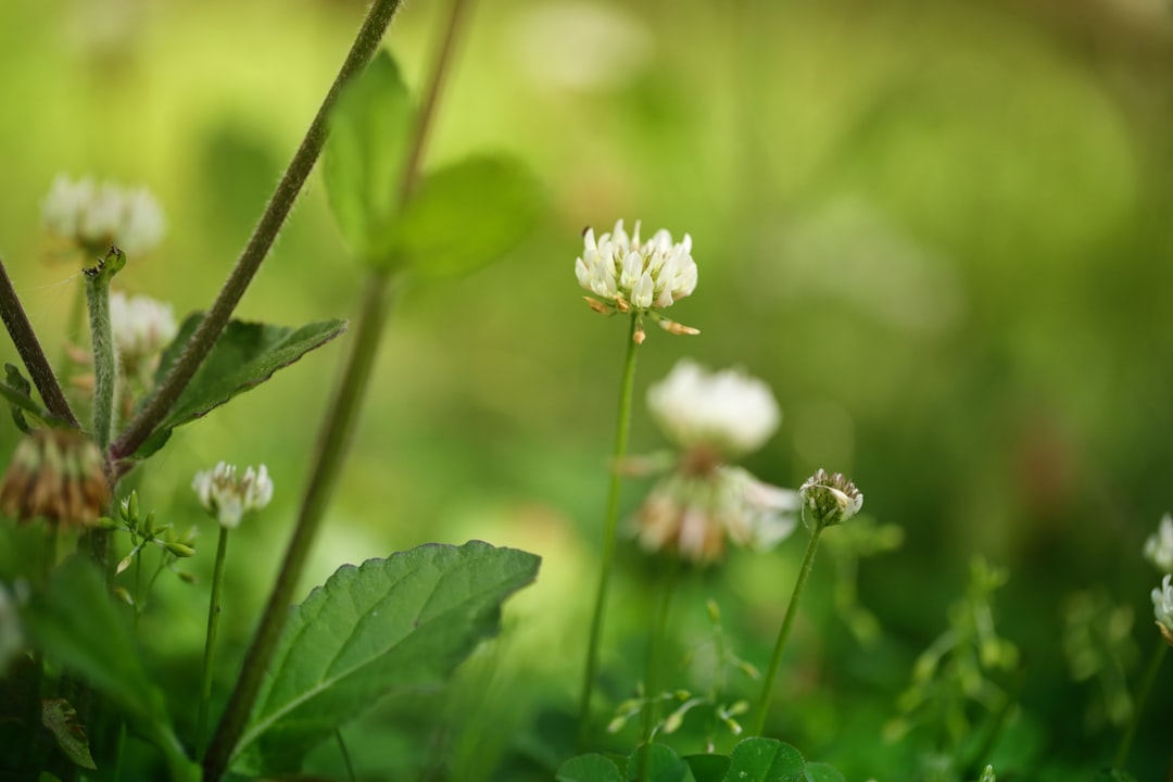 The Green Blur