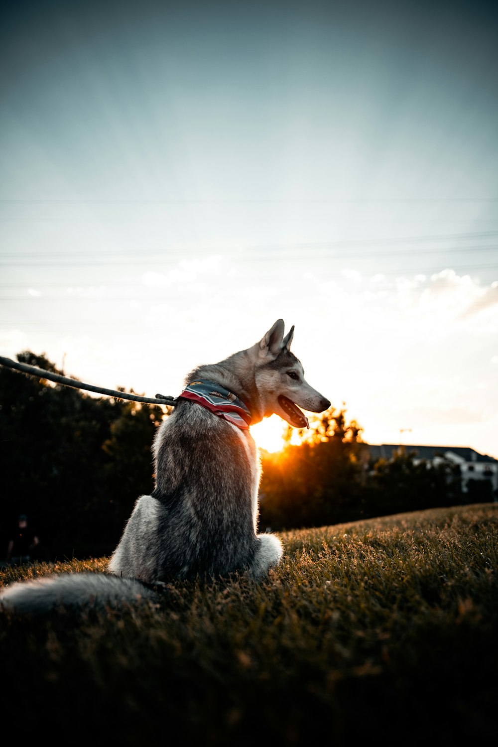 brown and white short coated dog on brown grass field during daytime