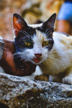 A veterinarian carefully examining a cat during a health check.