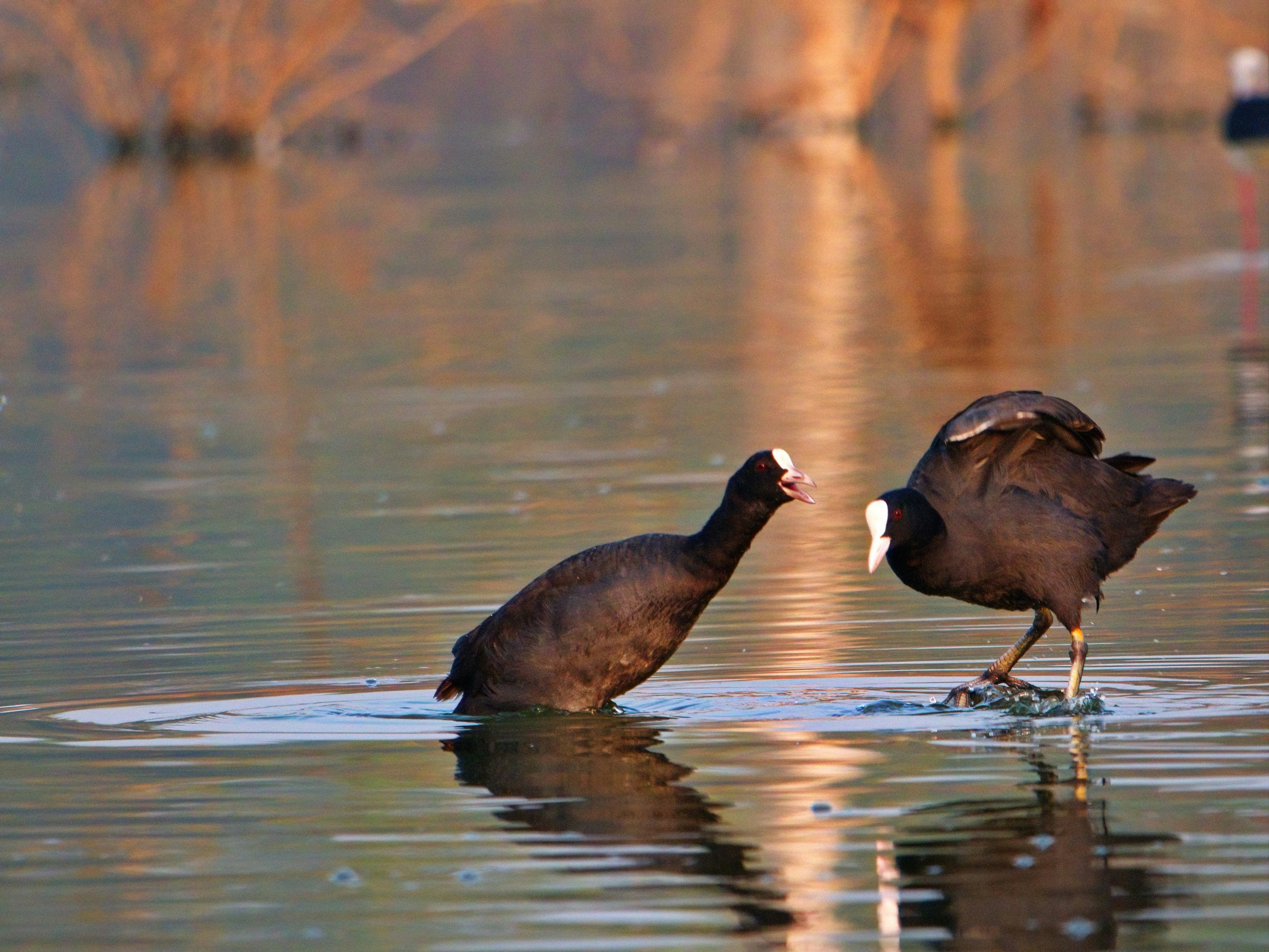 Photo by chandra_sekhar24