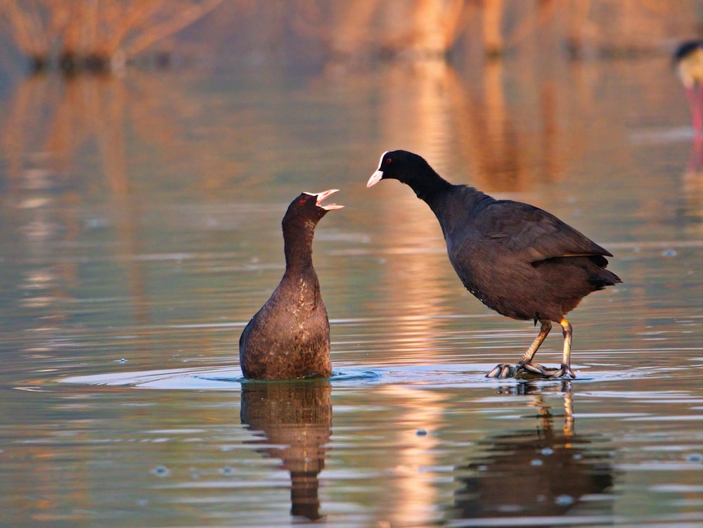 black bird on water during daytime