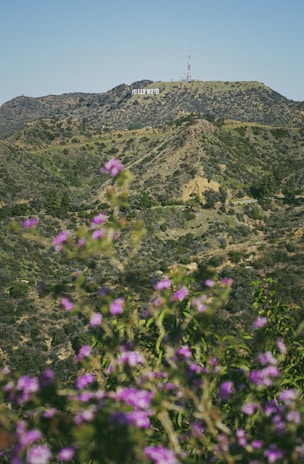 A scenic view of rolling hills covered in green foliage with a famous sign in the background atop one of the hills. In the foreground, vibrant purple flowers add a splash of color, while a radio tower is visible on the hill.