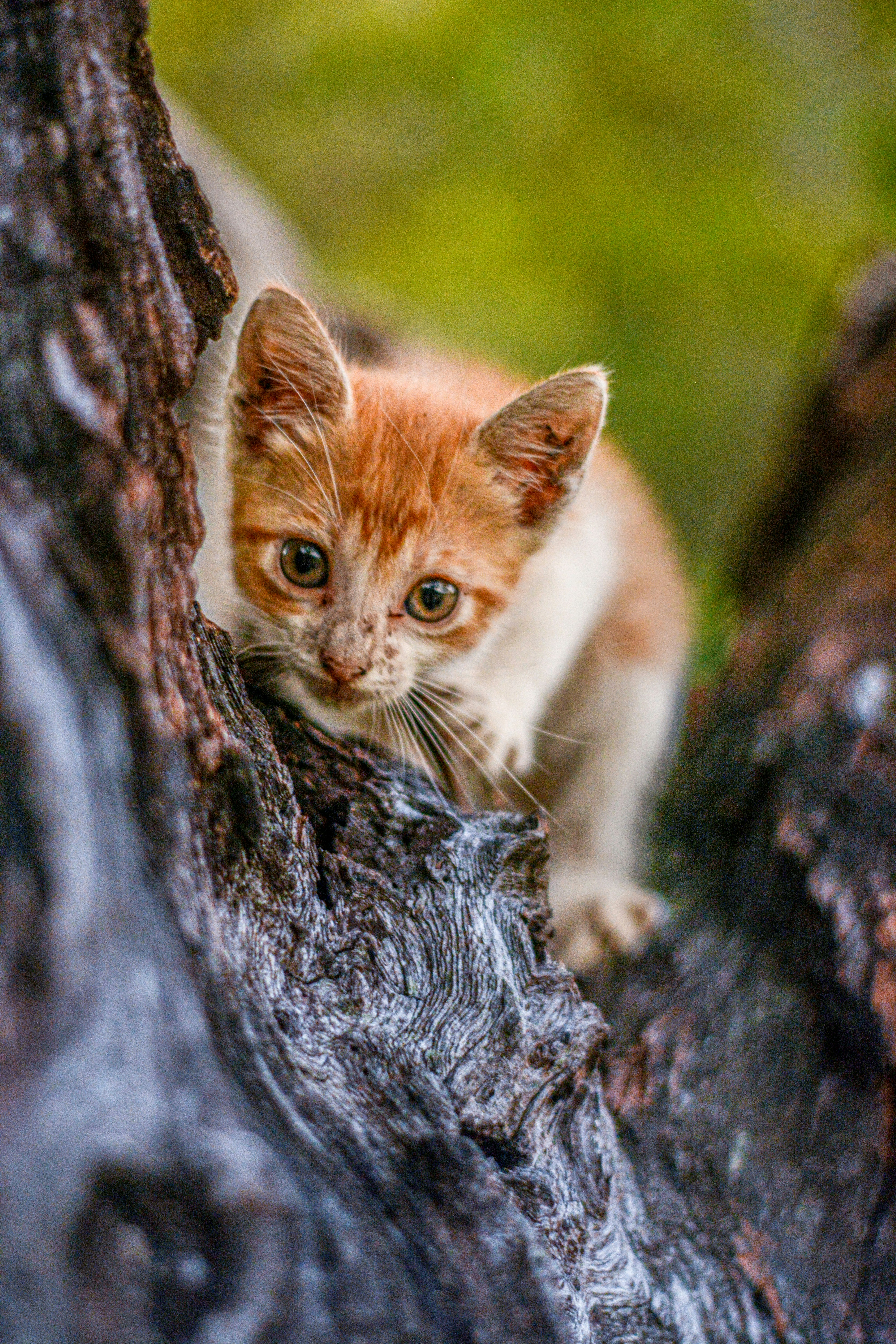 Photo by guzman123456