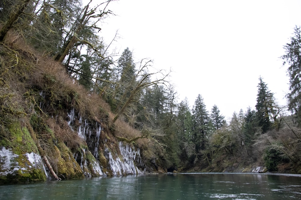 green trees beside body of water during daytime