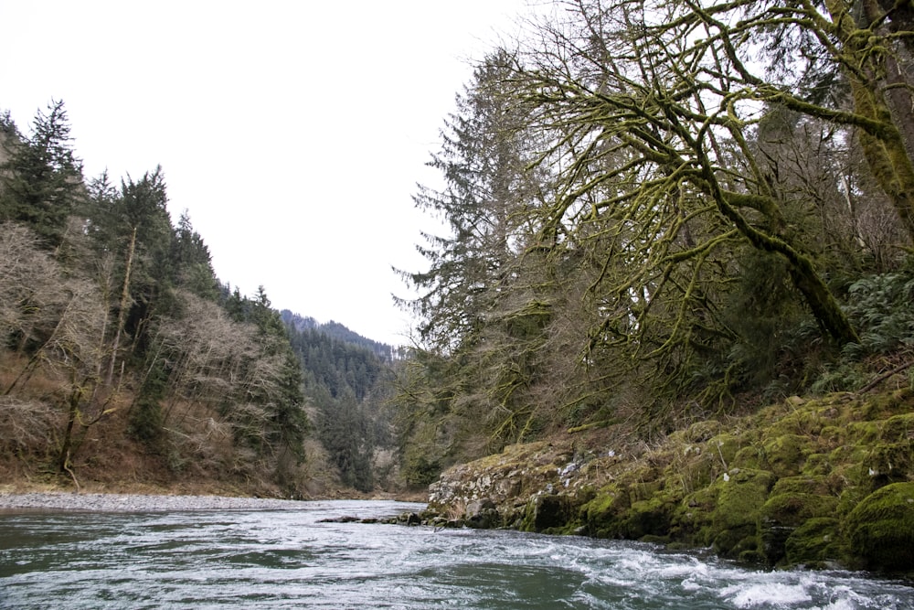 green trees beside river during daytime