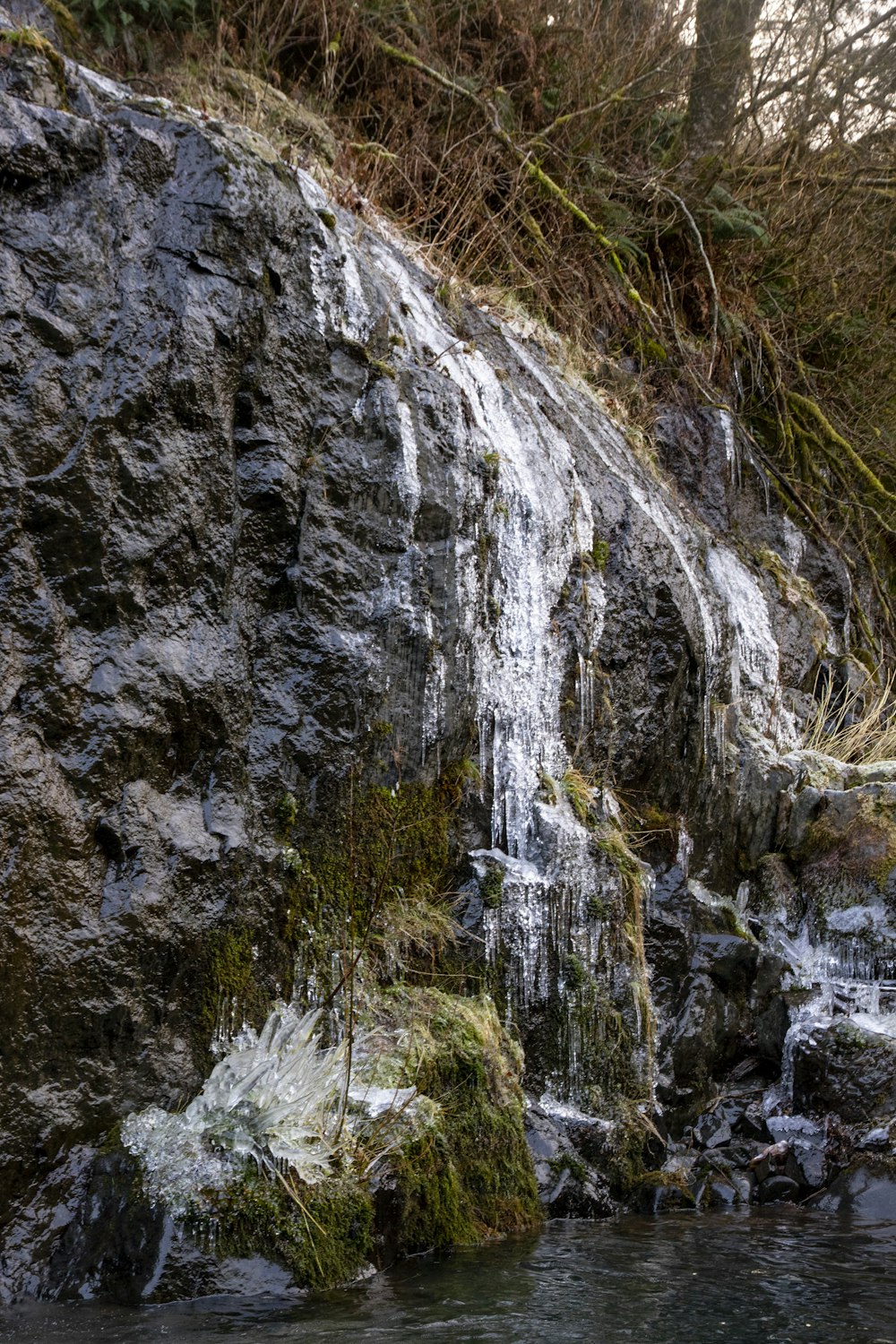 green and white plant on gray rock